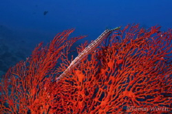Trumpet fish over red coral. by Tomas Woren 